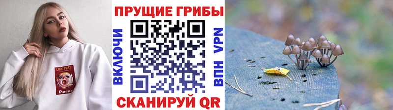 Псилоцибиновые грибы Cubensis Кумертау